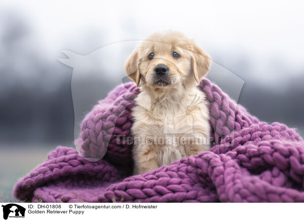 Golden Retriever Welpe / Golden Retriever Puppy / DH-01808