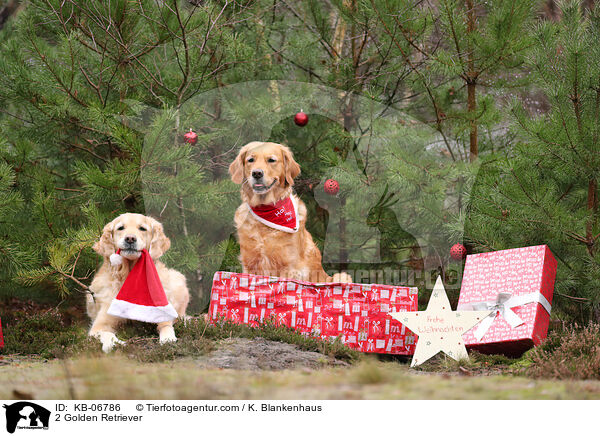 2 Golden Retriever / 2 Golden Retriever / KB-06786