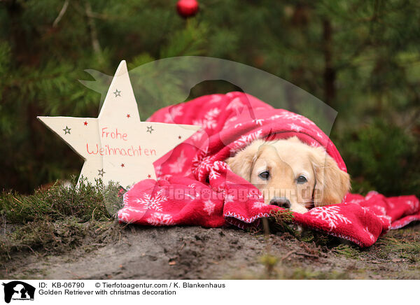 Golden Retriever with christmas decoration / KB-06790