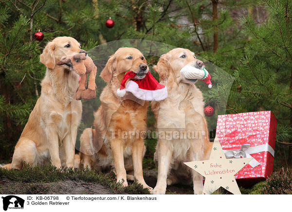 3 Golden Retriever / 3 Golden Retriever / KB-06798