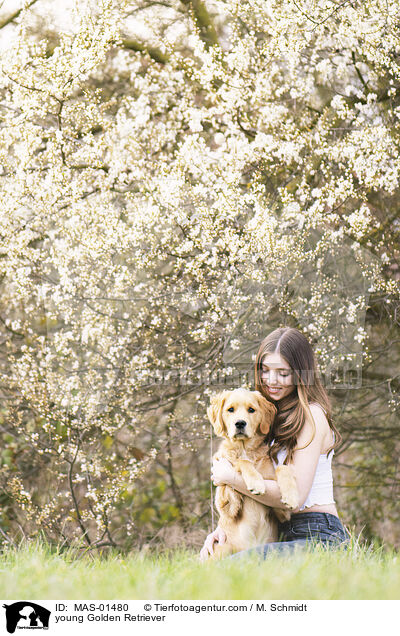 junger Golden Retriever / young Golden Retriever / MAS-01480