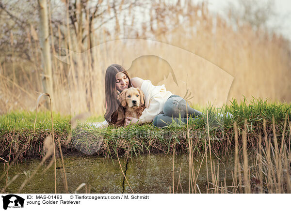 junger Golden Retriever / young Golden Retriever / MAS-01493