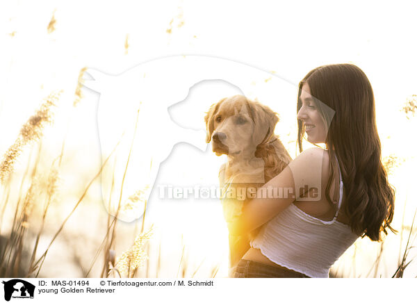 junger Golden Retriever / young Golden Retriever / MAS-01494