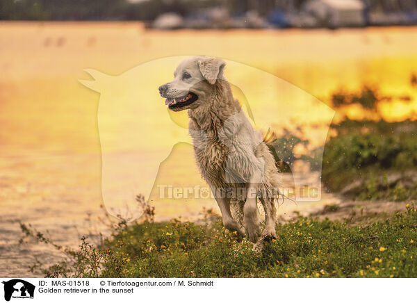 Golden Retriever im Sonnenuntergang / Golden retriever in the sunset / MAS-01518