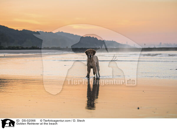 Golden Retriever am Strand / Golden Retriever at the beach / DS-02066