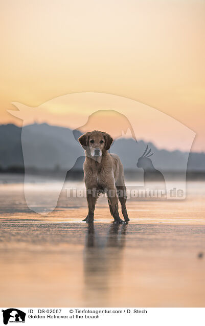 Golden Retriever at the beach / DS-02067