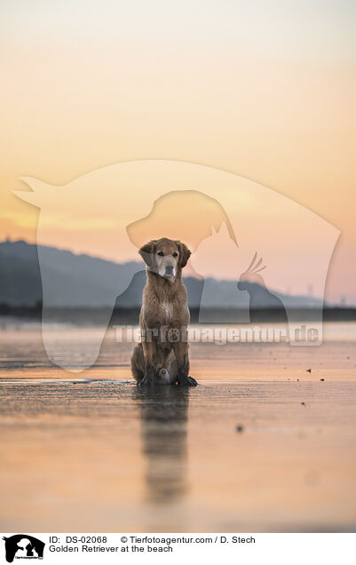 Golden Retriever am Strand / Golden Retriever at the beach / DS-02068