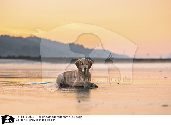Golden Retriever am Strand / Golden Retriever at the beach / DS-02072