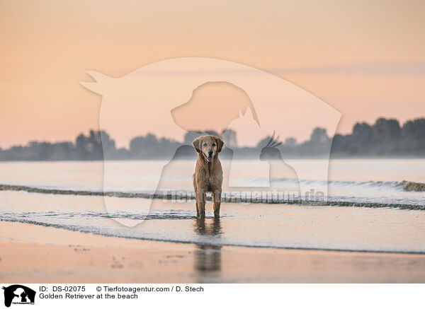 Golden Retriever am Strand / Golden Retriever at the beach / DS-02075