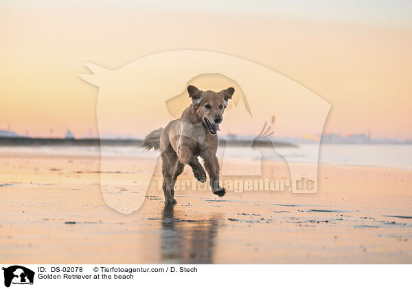 Golden Retriever at the beach / DS-02078