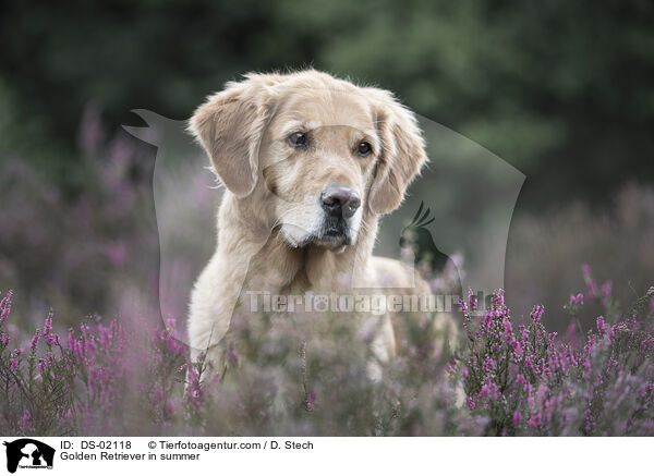 Golden Retriever im Sommer / Golden Retriever in summer / DS-02118