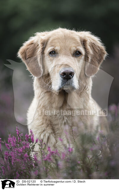 Golden Retriever in summer / DS-02120