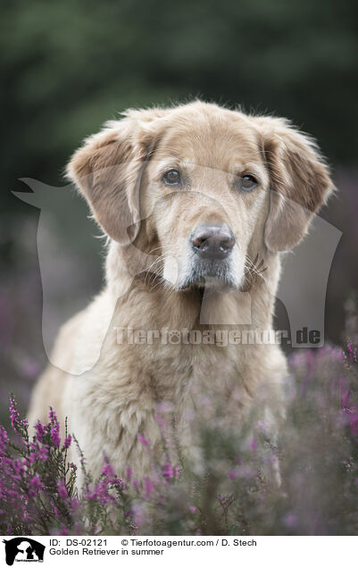 Golden Retriever im Sommer / Golden Retriever in summer / DS-02121