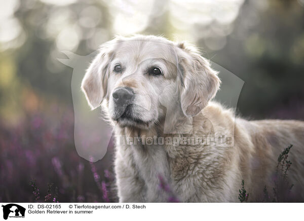 Golden Retriever im Sommer / Golden Retriever in summer / DS-02165