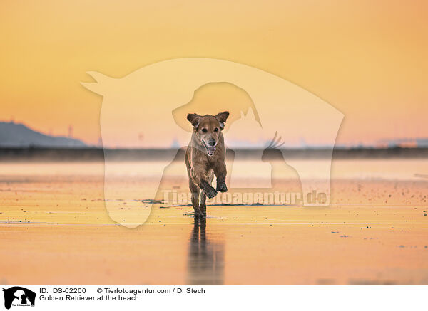 Golden Retriever at the beach / DS-02200