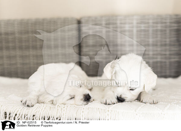 Golden Retriever Puppies / NP-02515