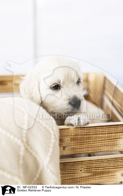 Golden Retriever Welpe / Golden Retriever Puppy / NP-02552