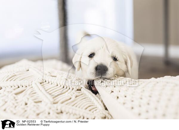 Golden Retriever Puppy / NP-02553