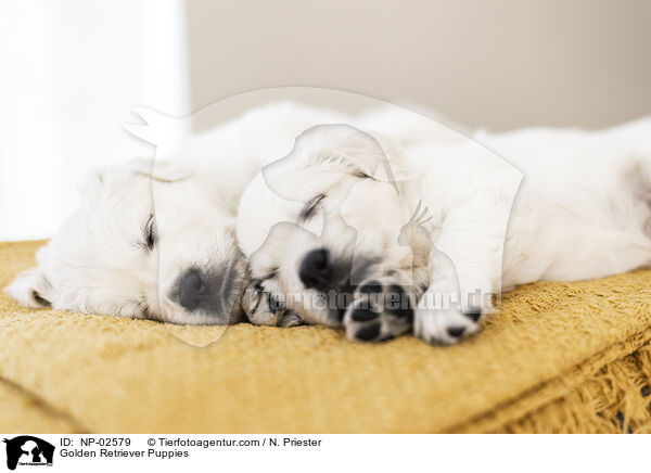 Golden Retriever Puppies / NP-02579