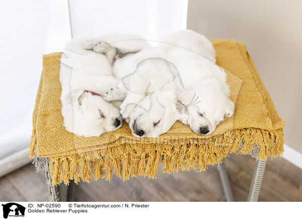 Golden Retriever Puppies / NP-02590