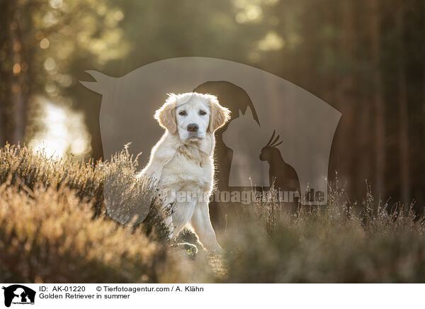 Golden Retriever im Sommer / Golden Retriever in summer / AK-01220