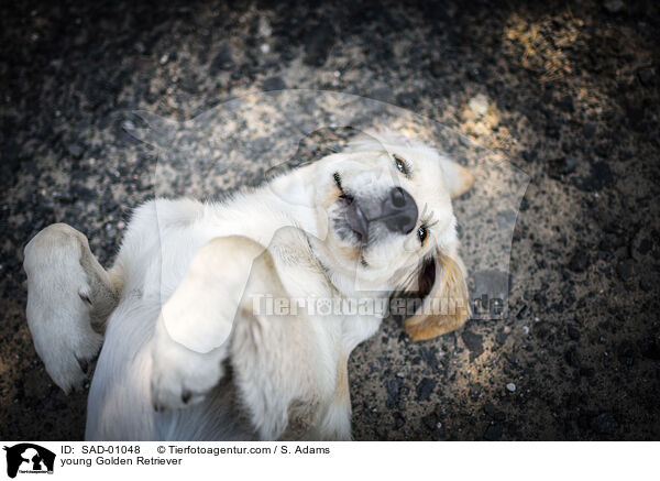 young Golden Retriever / SAD-01048
