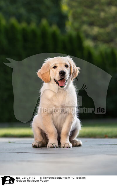 Golden Retriever Puppy / CB-01112