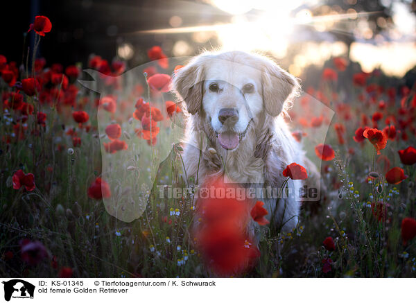 old female Golden Retriever / KS-01345