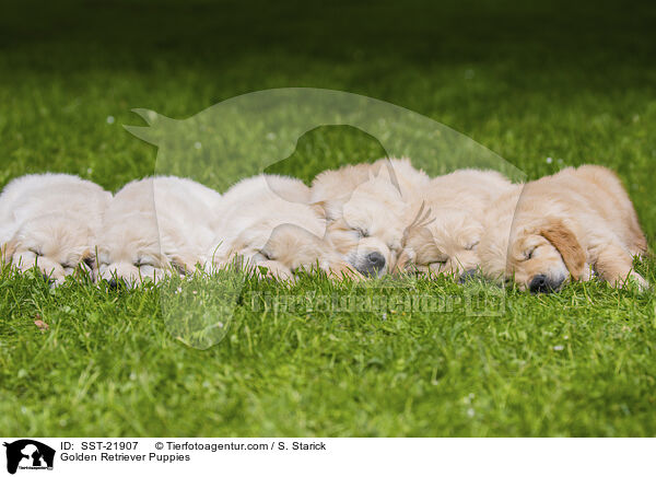 Golden Retriever Puppies / SST-21907
