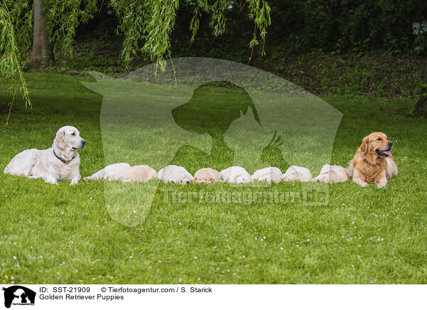 Golden Retriever Welpen / Golden Retriever Puppies / SST-21909