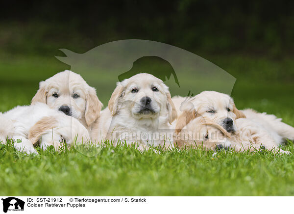 Golden Retriever Puppies / SST-21912