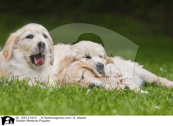 Golden Retriever Puppies / SST-21913