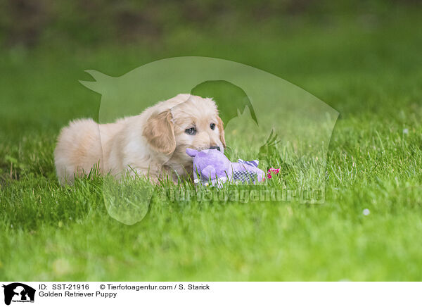 Golden Retriever Puppy / SST-21916