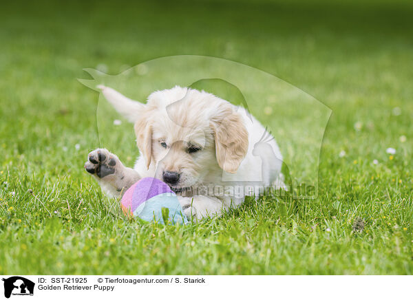 Golden Retriever Puppy / SST-21925
