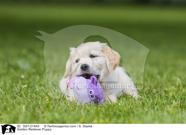 Golden Retriever Puppy / SST-21945