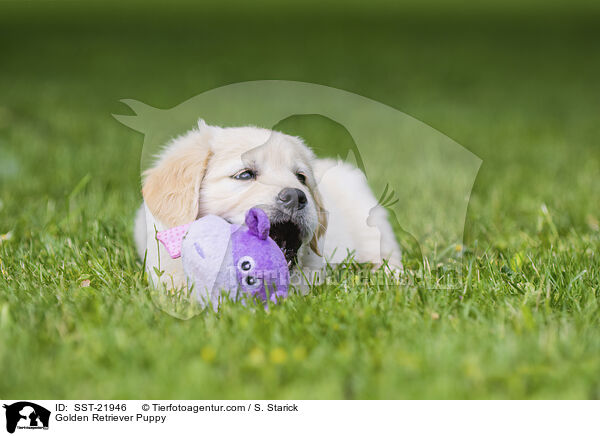 Golden Retriever Puppy / SST-21946