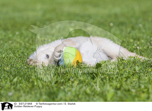 Golden Retriever Puppy / SST-21968