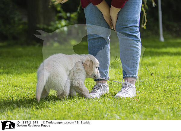 Golden Retriever Puppy / SST-21971