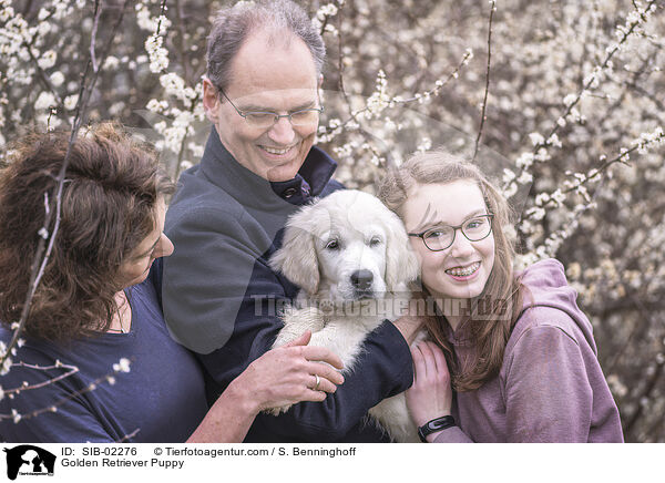 Golden Retriever Welpe / Golden Retriever Puppy / SIB-02276