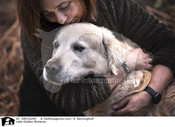 Golden Retriever Rde / male Golden Retriever / SIB-02295