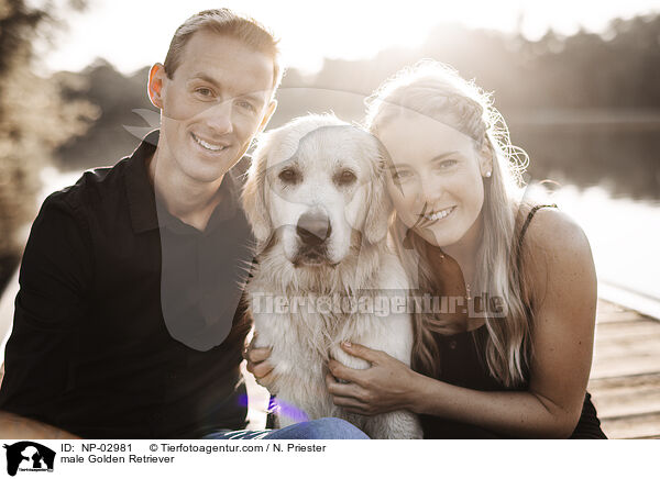 Golden Retriever Rde / male Golden Retriever / NP-02981
