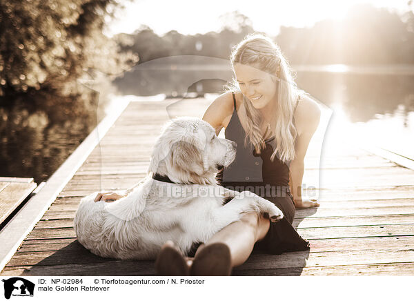 Golden Retriever Rde / male Golden Retriever / NP-02984