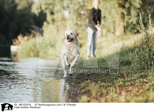 Golden Retriever Rde / male Golden Retriever / NP-03016