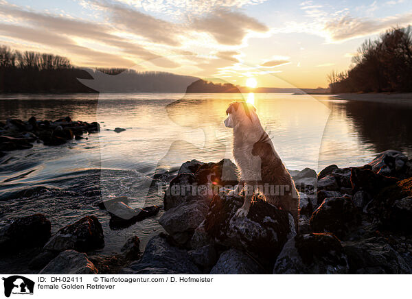 female Golden Retriever / DH-02411
