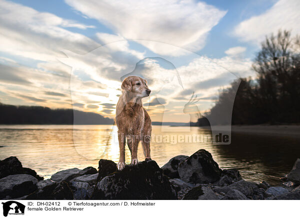 female Golden Retriever / DH-02412