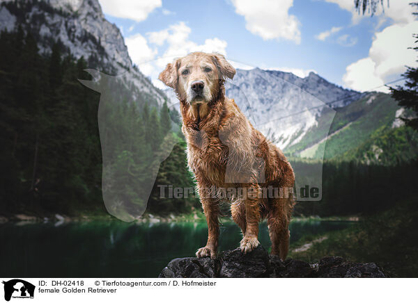 female Golden Retriever / DH-02418