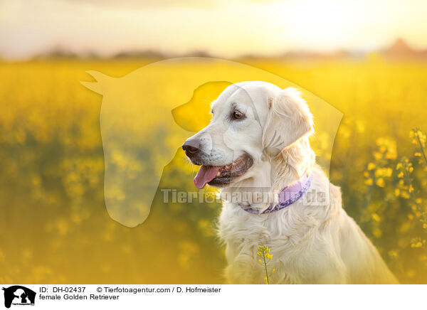 female Golden Retriever / DH-02437