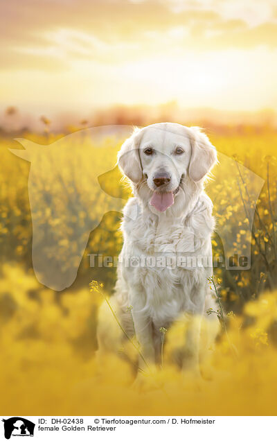 Golden Retriever Hndin / female Golden Retriever / DH-02438