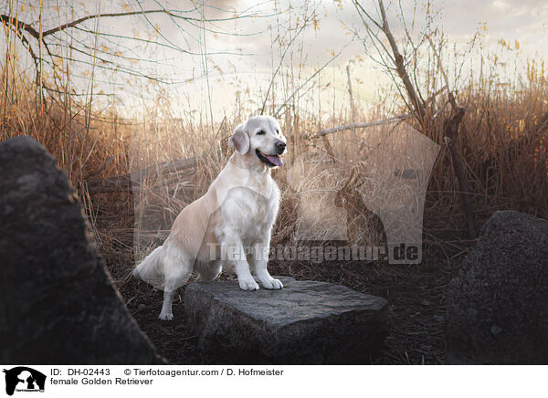female Golden Retriever / DH-02443