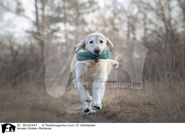 female Golden Retriever / DH-02447